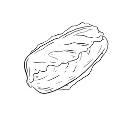 lettuce digital drawing illustration isolated