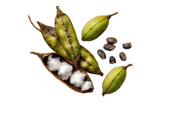 Whole brown inga pod variant isolated for seasonal-produce catalogs