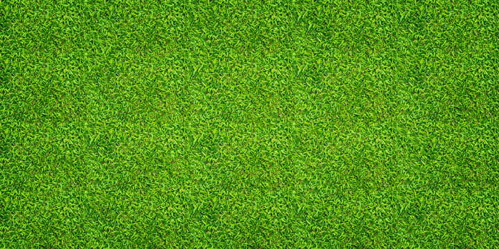 Green grass background. Green lawn pattern and texture. Close up image.
