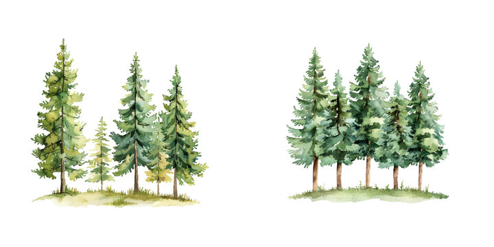 evergreen trees nature scene watercolor vector illustration