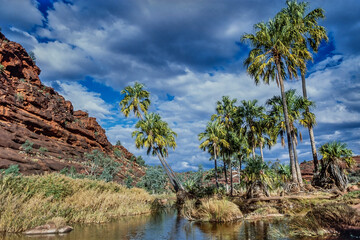 Cabbage Palms, Palm Valley Central Australia
