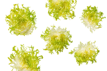Neat frisée lettuce pattern softly lit, isolated on transparent background, great for salad-mix packaging and wellness-blog graphics