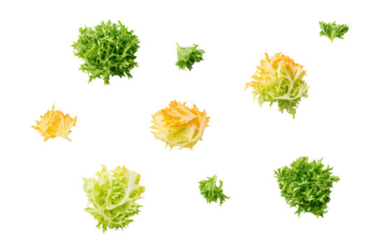 Symmetrical frisée pattern softly lit, isolated on transparent background, great for vegan-menu separators and food-blog headers