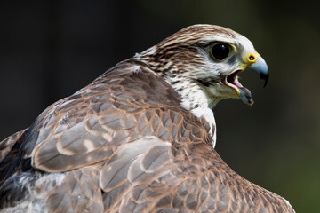 The Saker Falcon (Falco cherrug).