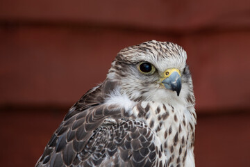 The Saker Falcon (Falco cherrug).