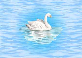 Beautiful white mute swan swimming gracefully on blue lake water