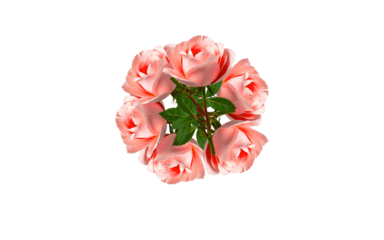 "Single tuberose bloom with delicate petals isolated on white background PNG, minimal shadow"