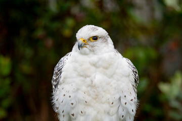 The Saker Falcon (Falco cherrug).
