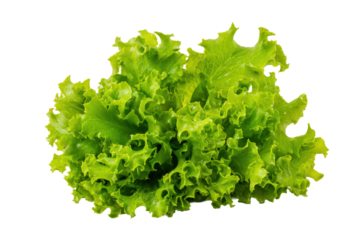 Minimalist curly leaf lettuce grid isolated on transparent background, excellent for veggie-box branding and nutrition-blog graphics