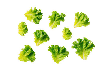 Neat curly lettuce grid softly lit, isolated on transparent background, great for calorie-smart charts and salad-kit packaging