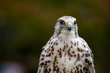 The Saker Falcon (Falco cherrug).