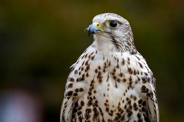 The Saker Falcon (Falco cherrug).