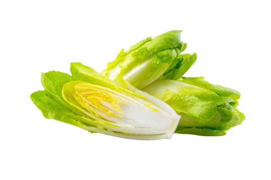 Minimalist Belgian endive grid softly lit, isolated on transparent background, excellent for detox program visuals and cookbook spreads