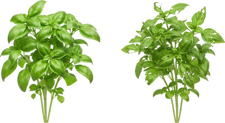 Fresh green basil herb plants culinary ingredient two bunches isolated transparent background