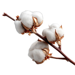  Cotton Branch Isolated on Transparent Background