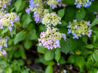 雨に濡れたアジサイの花