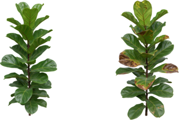 Healthy vs diseased ficus lyrata plant stems detailed comparison isolated transparent background