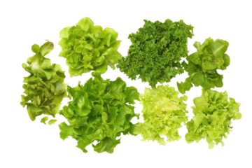 Symmetrical baby lettuce pattern isolated on transparent background, excellent for infographic templates and meal-prep planners