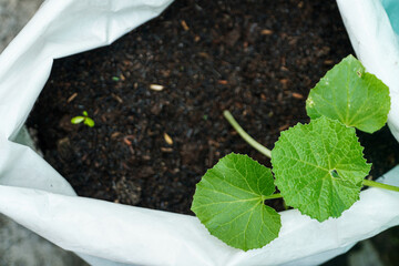 A young plant sprouts in fertile soil within a white grow bag, symbolizing new beginnings and...