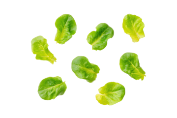 Tender baby leaf lettuce flat-lay isolated on transparent background, perfect for gourmet salad menus and green smoothie ads
