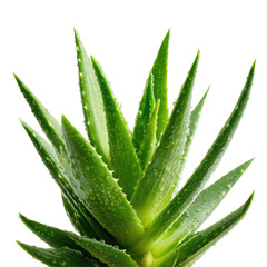  Close-Up of an Aloe Vera Plant in a Flowerpot on Transparent Background