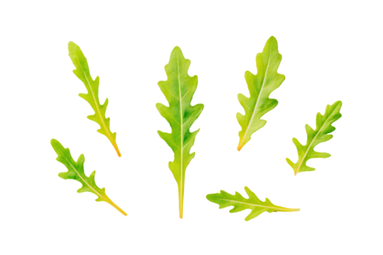 Bright arugula pattern flat-lay isolated on transparent background, ideal for vegan cookbook illustrations and prep apps