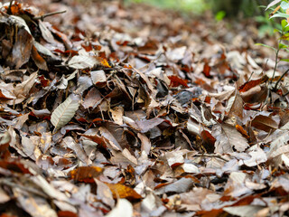 雨に濡れた落ち葉