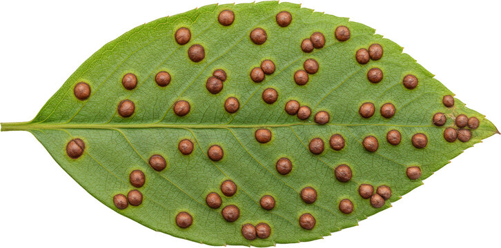 Close up Detailed Macro Photo of Plant Leaf with Numerous Galls Disease or Insect Damage