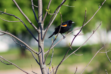 red winged blackbird