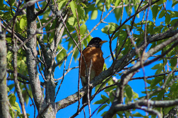 bird on a tree branch