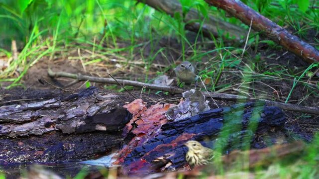 A close-up of a Garden Warbler (Sylvia borin) and  Tree Pipit (Anthus trivialis) at a watering hole in the forest. Slow motion.