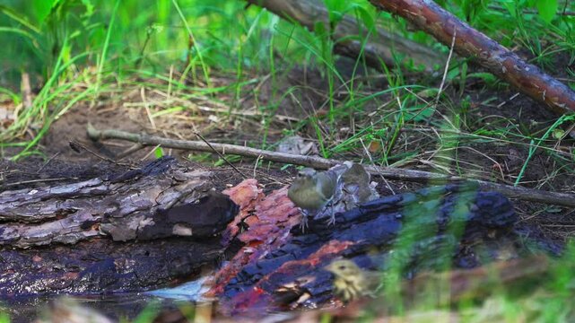 A close-up of a Garden Warbler (Sylvia borin) and  Tree Pipit (Anthus trivialis) at a watering hole in the forest. Slow motion.