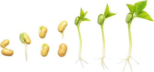 Bean Seed Germination Stages From Seed to Sprout Growth Process Plant Development