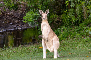 Obraz premium An Eastern Grey Kangaroo beside a creek