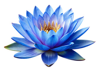 Blue lotus flower isolated on white background