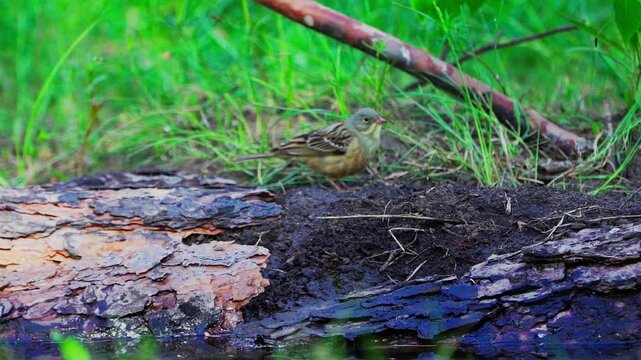 A close-up of an Ortolan Bunting (Emberiza hortulana).  Slow motion.