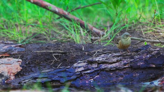 A close-up of an Ortolan Bunting (Emberiza hortulana).  Slow motion.