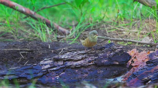 A close-up of an Ortolan Bunting (Emberiza hortulana).  Slow motion.