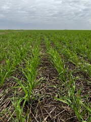 trigo y centeno en campo argentino. sobre rastrojo de soja y barbecho corto. 