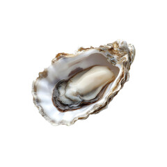 Fresh Single Oyster Shell on Transparent Background