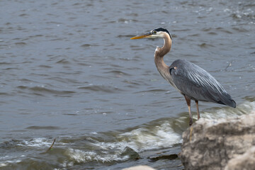 Great blue heron standing in the shallow water of a lake.