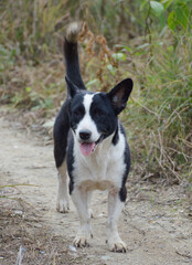 black dog in the park