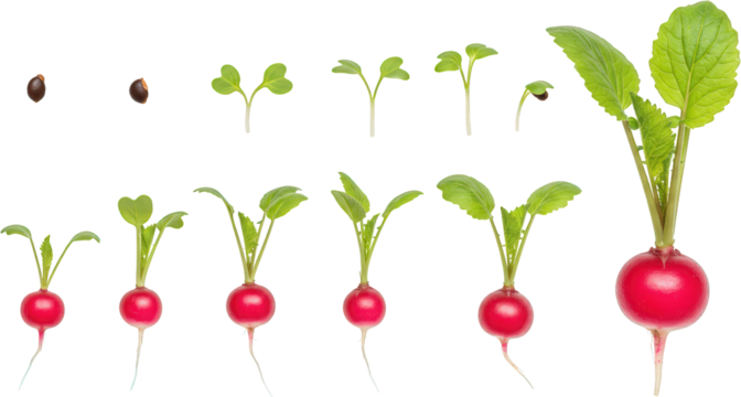Radish Growth Stages From Seed to Mature Vegetable Sprout to Harvest Plant Development Sequence