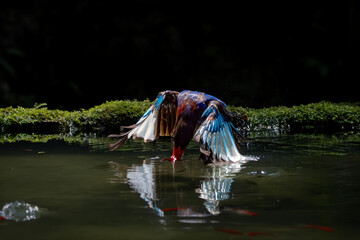 Javan Kingfisher