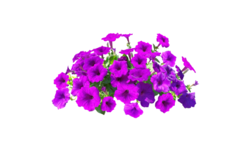 Bouquet, Bunch, shrub of flowers. Rose periwinkle. primrose. (red, pink) Rose Four o'clock Flower. (png) Colorful flowers, primula vulgaris are blooming. On white background.