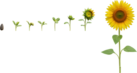 Sunflower Life Cycle From Seed to Blooming Flower Growth Stages Botanical Illustration