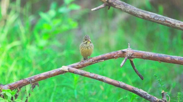 A close-up of an Ortolan Bunting (Emberiza hortulana). The bird sits on a branch against a green blurred background of grass. Slow motion.