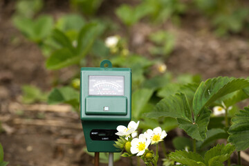 A green soil moisture meter in a strawberry patch, measuring soil conditions in sunlight.
