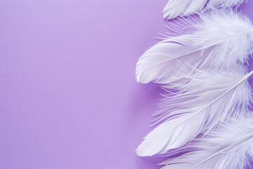 Obraz premium Feathers on a purple background