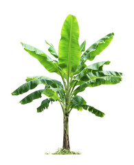 Isolated young banana tree with large bright green leaves and slender trunk against white...